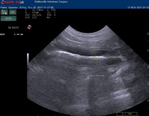 dog duodenal ultrasound