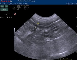 dog gut ultrasound