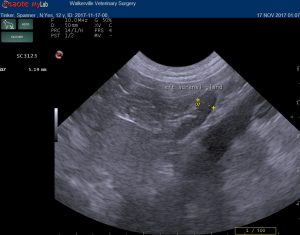 dog adrenal ultrasound
