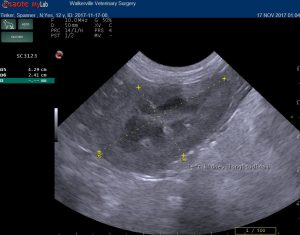 dog kidney ultrasound