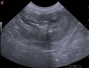 dog renal ultrasound