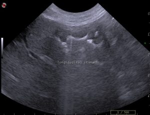 dog stomach ultrasound