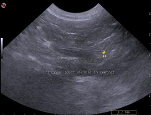 dog pancreatic ultrasound