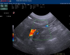 dog adrenal ultrasound