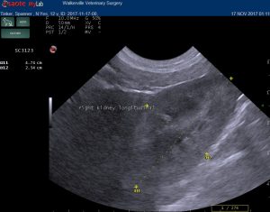 dog kidney ultrasound