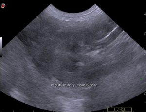 dog renal ultrasound