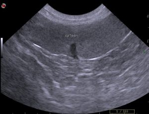 dog spleen ultrasound