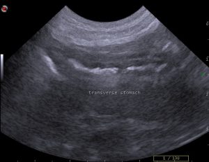 dog stomach ultrasound