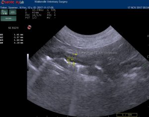 dog stomach ultrasound
