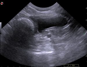 dog bladder ultrasound