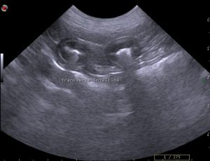 dog abdomen ultrasound