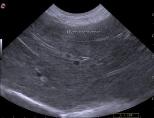 dog liver ultrasound