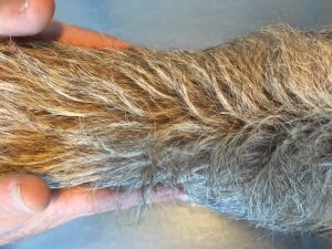 normal dog waist