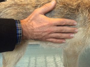 check dog fat