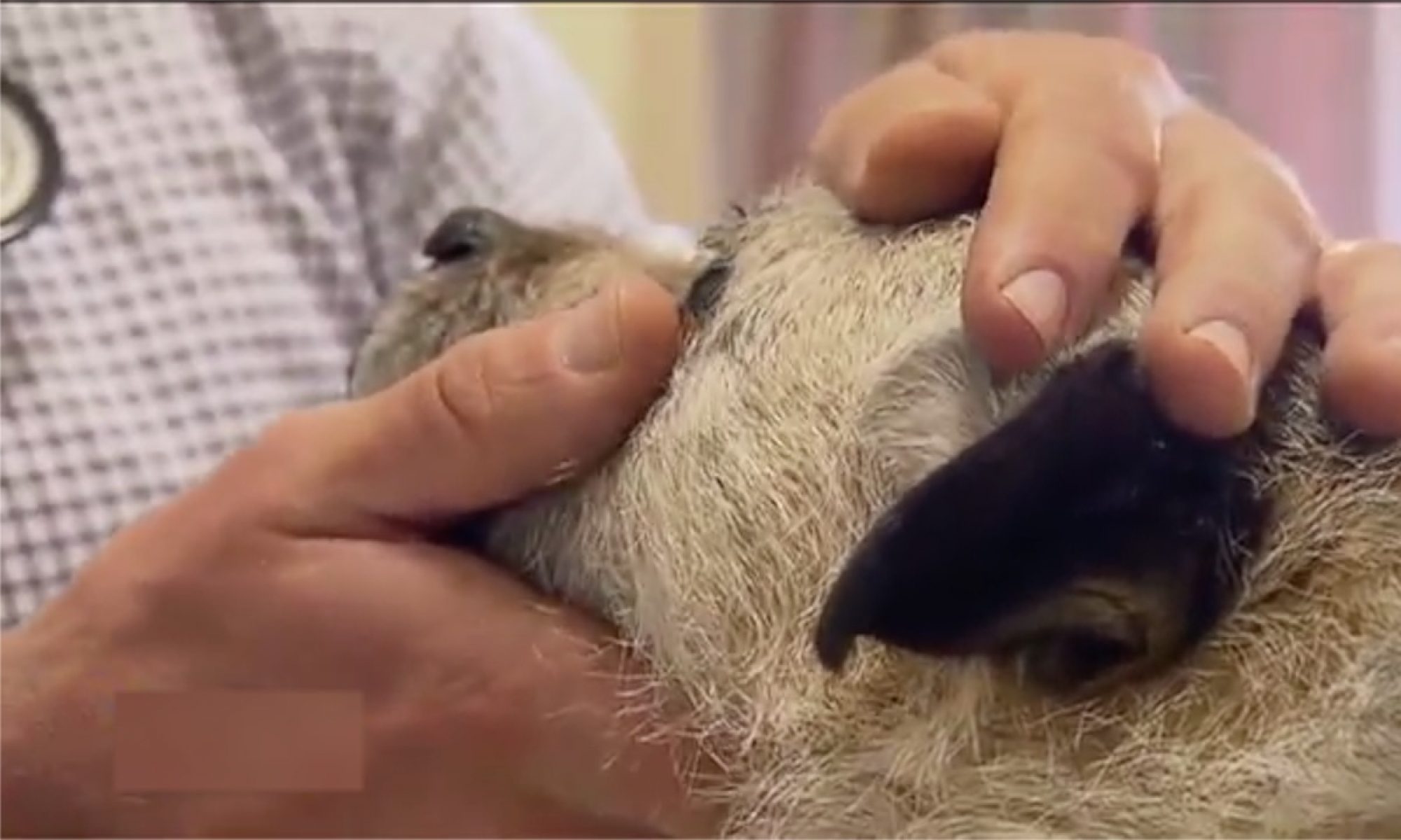 Rabbit Myxomatosis How To Prevent Myxo Walkerville Vet