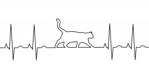 cat cardiac trace