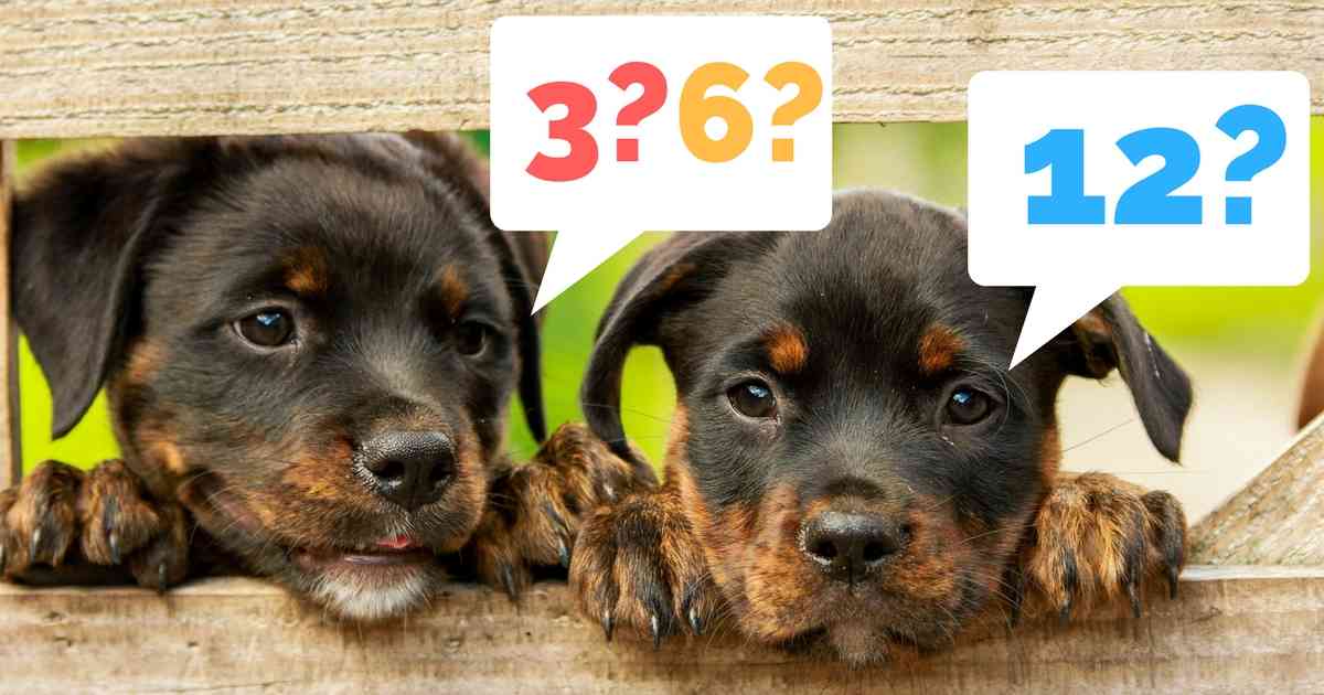 When To Say No To Early Age Dog Desexing | Walkerville Vet