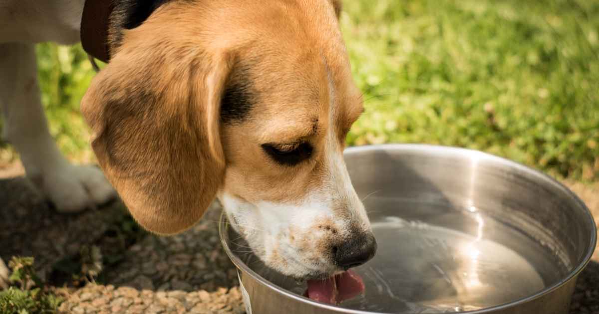 do beagles drink a lot of water? 2