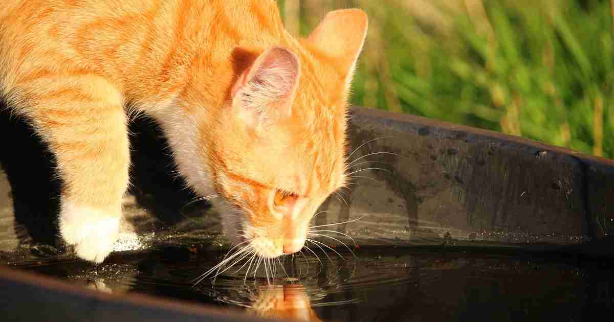 How Do I Get My Cat To Drink More Water? Walkerville Vet