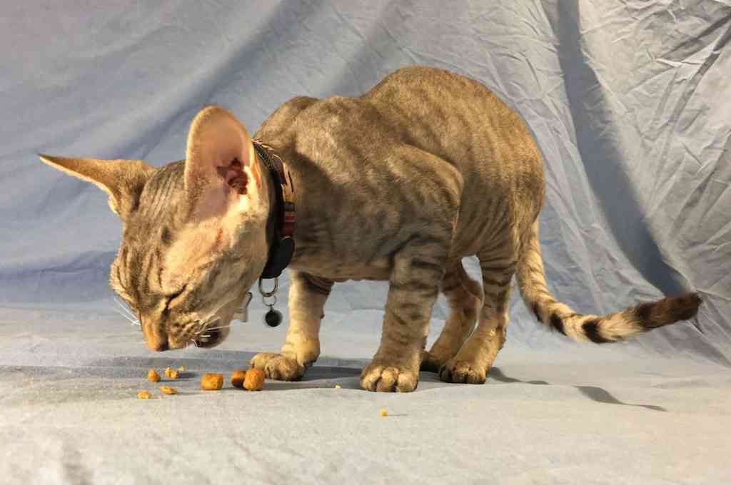 Can Cats Live On Dry Food Only? Wet vs Dry Walkerville Vet