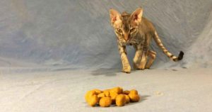 hungry cat food