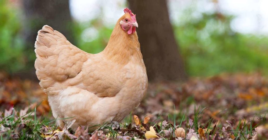 Common Chickens In Adelaide Heritage Chooks Walkerville Vet