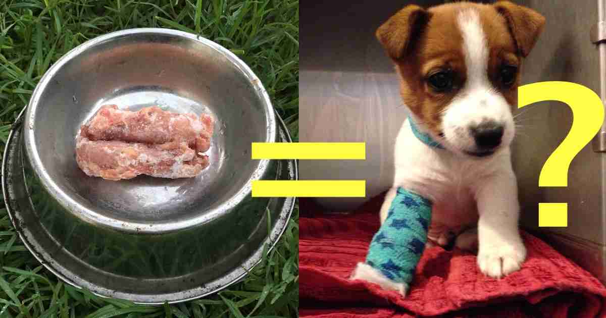 The Danger Of Feeding Raw Chicken To Dogs Walkerville Vet