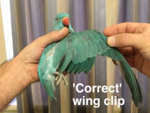 how to clip cockatiel wings