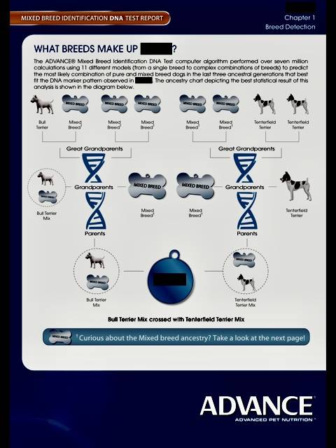 dog DNA test