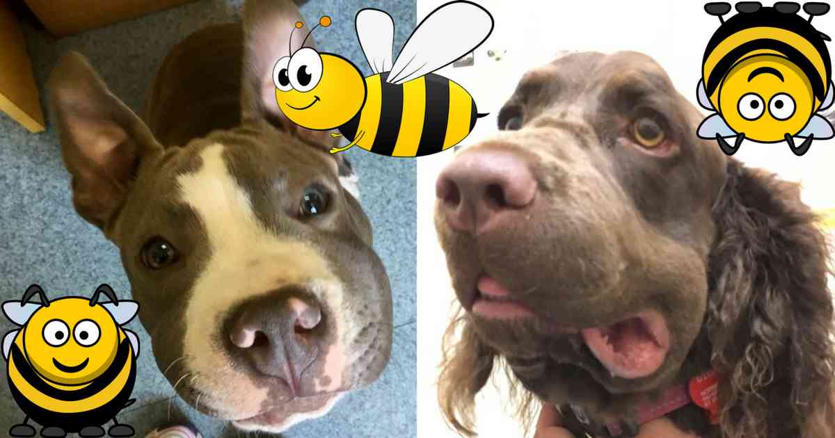 dogs and bees