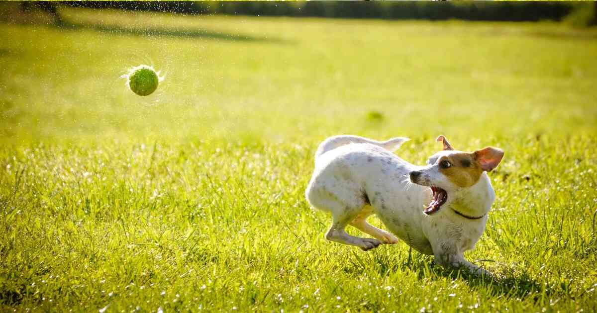 Tennis ball dog