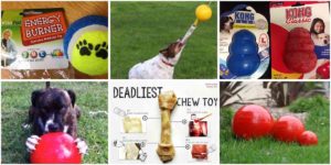 dog toy review