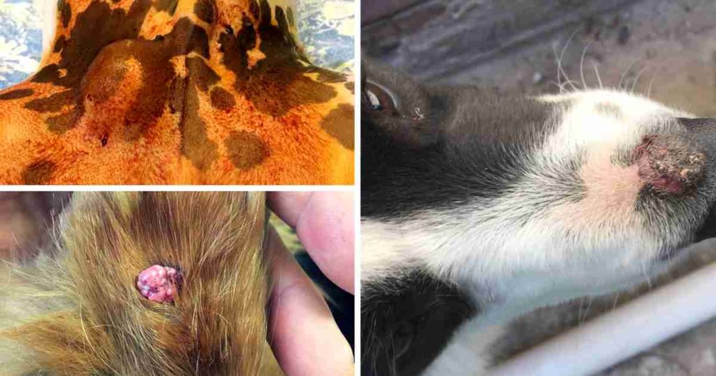 Help! Is it a Lump, Cyst or Growth on my Dog? | Walkerville Vet
