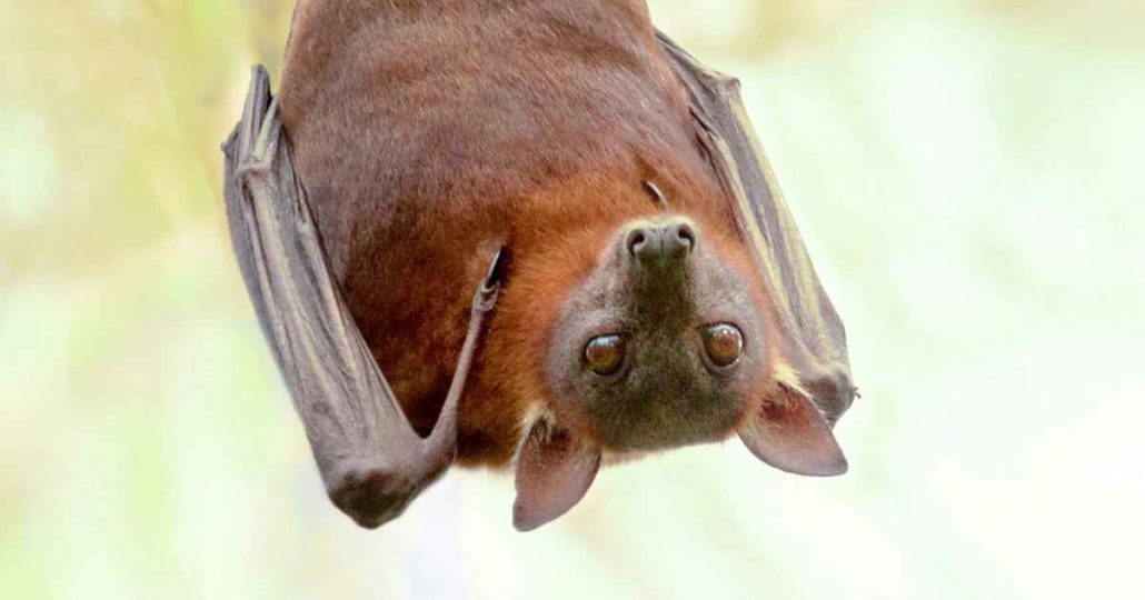 Adelaide’s New Bats What To Do If Found Walkerville Vet