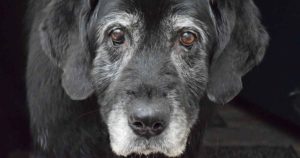 dog with arthritis