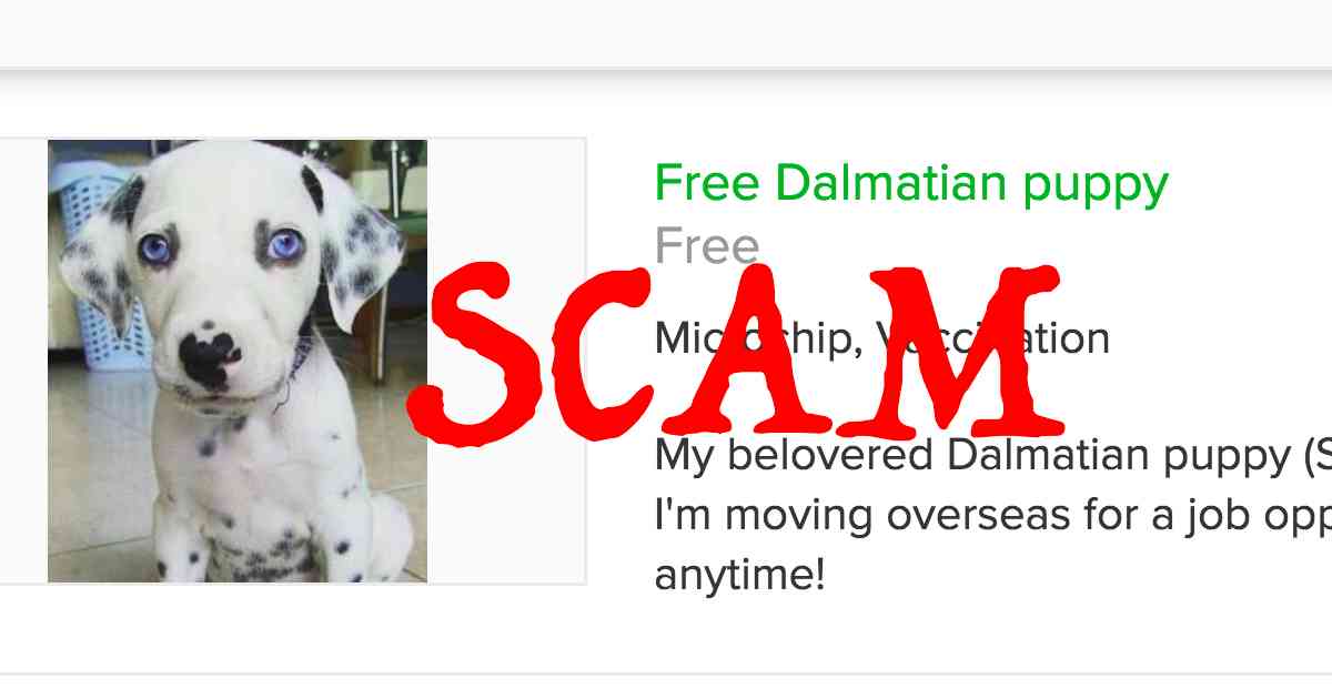 fake puppy sale