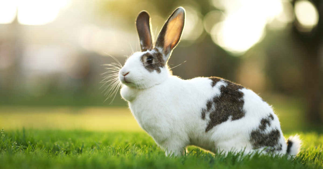 Advice On Rabbit Care | Rabbit Care Tips | Walkerville Vet