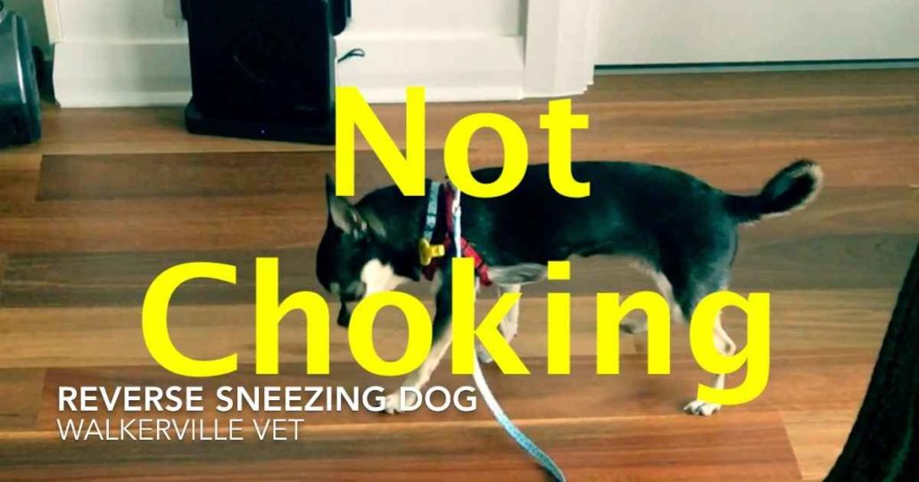 reverse sneezing dog