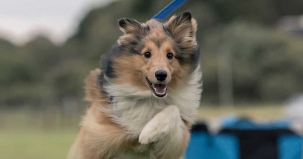 Bad Socialisation & Good Puppy Training Tips | Walkerville Vet