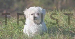 earliest puppy vaccination