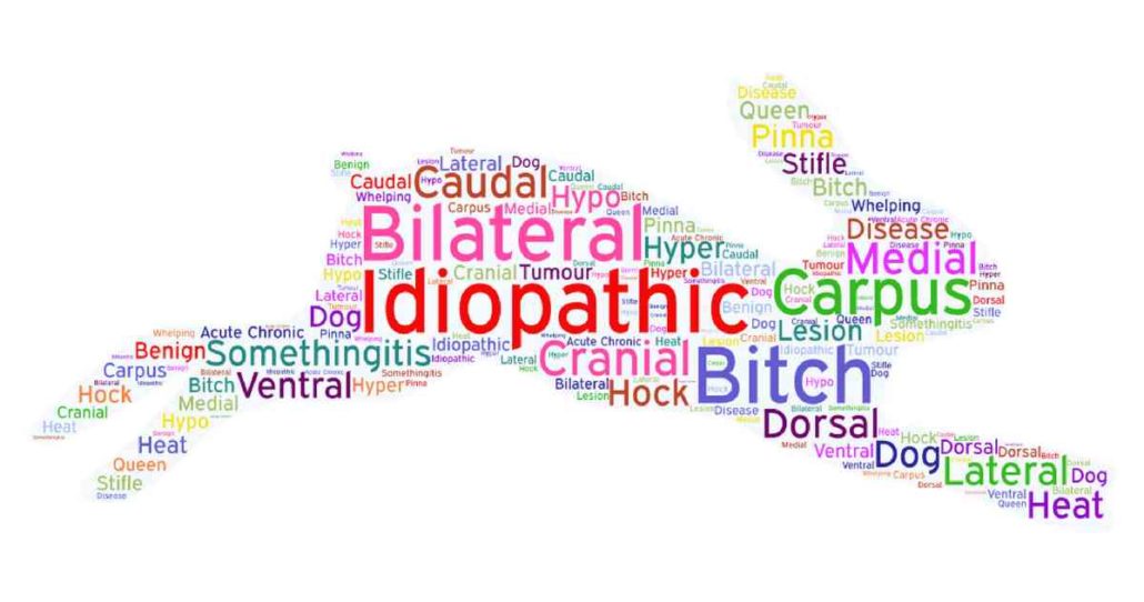 Vet Terminology 33 Animal Word Meanings Walkerville Vet