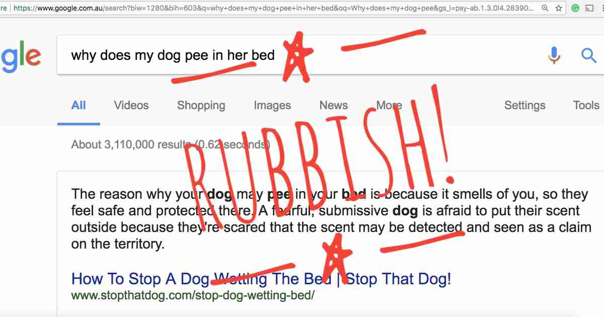 dog bed wetting