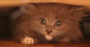 scared stressed kitten