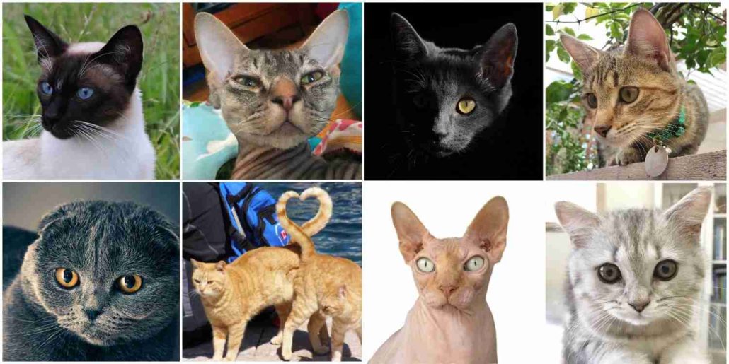 & Inherited Diseases Of Cat Breeds Walkerville Vet