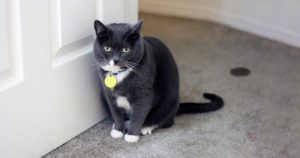 carpet cat urine