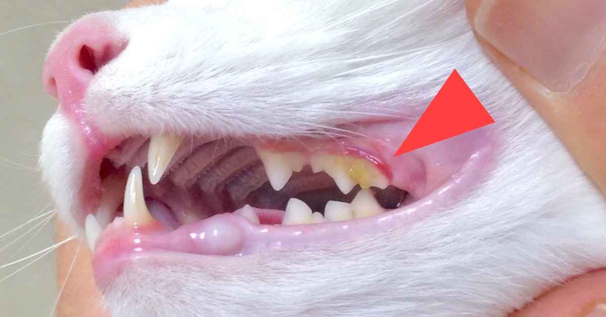 Cat Teeth Cleaning Aids Cat Dental Foods Walkerville Vet