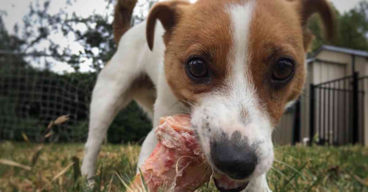 Dog Bone Giant Roasted Beef Leg Dog Food Dog Feeding Chew Treats 