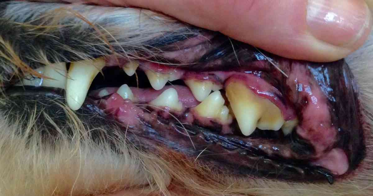 dog dirty teeth