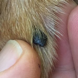 canine cutaneous melanoma