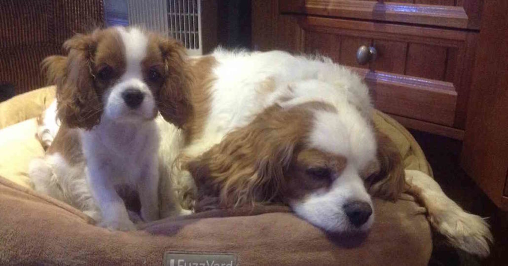 When Is The Best Time To Get A Second Dog? Walkerville Vet